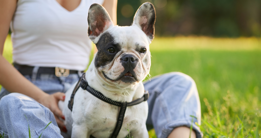 Cómo quitar los pelos de perro de la ropa
