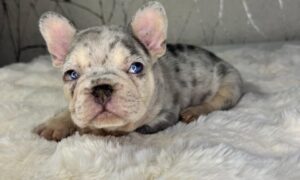 Cherry Eye