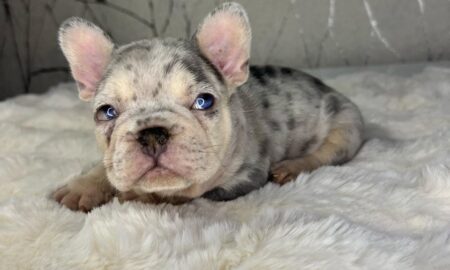 Cherry Eye
