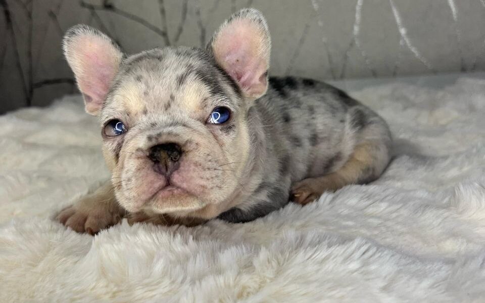 Cherry Eye