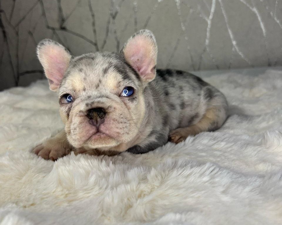 Cherry Eye