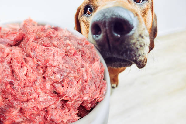 Dieta Barf