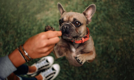 que frutas puede comer mi perro